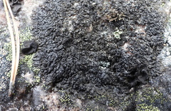 Montanelia sorediata