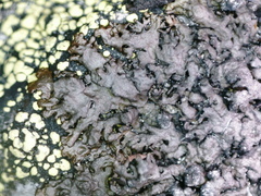 Montanelia sorediata