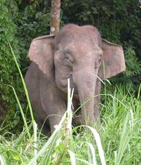 Elephas maximus borneensis