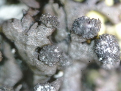 Montanelia sorediata