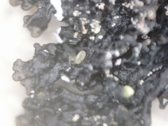 Montanelia sorediata