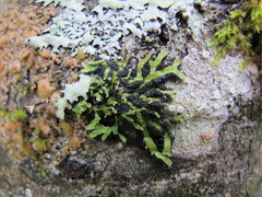 Physconia americana