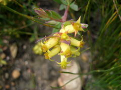 Penaea acutifolia
