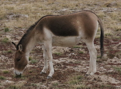 Equus kiang