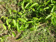 Vallaris solanacea