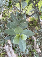 Conocarpus