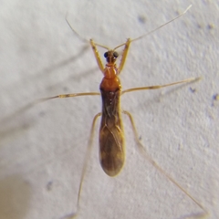 Saicinae