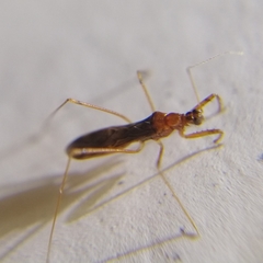 Saicinae