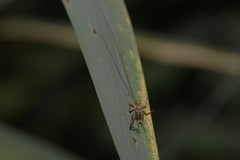 Svistella bifasciata