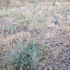 Artemisia marschalliana