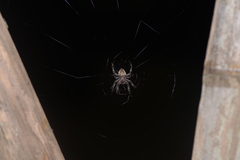 Araneus ventricosus