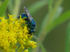 Chrysis cessata