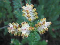 Penaea cneorum gigantea