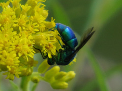 Chrysis cessata