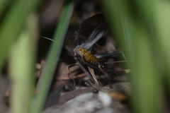 Meloimorpha japonica
