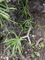 Tylecodon paniculatus × wallichii