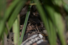 Meloimorpha japonica