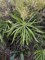 Tylecodon paniculatus × wallichii