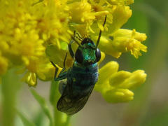 Chrysis cessata