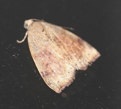 Detounda leptoplasta