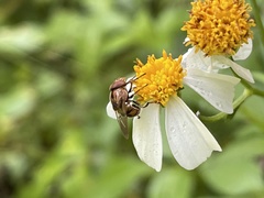 Copestylum chalybescens