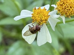 Copestylum chalybescens