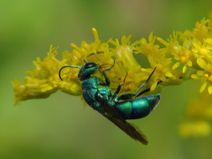 Chrysis cessata