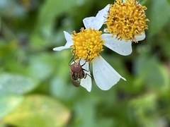 Copestylum chalybescens