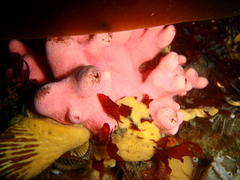 Stylaster nobilis