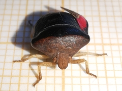 Ventocoris rusticus