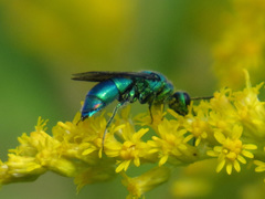 Chrysis cessata