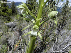 Chloraea cylindrostachya