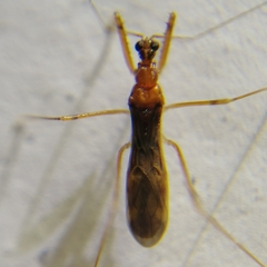 Saicinae