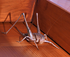 Thyreonotus corsicus