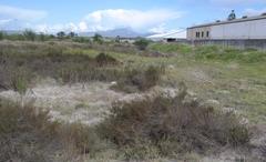 Cliffortia ericifolia