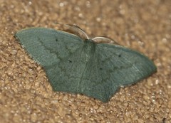 Maxates centrophylla