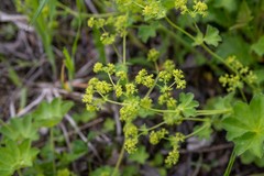 Alchemilla retropilosa