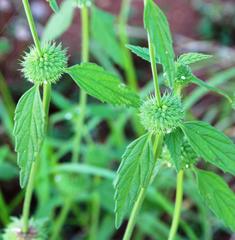 Leucas martinicensis