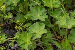Alchemilla retropilosa