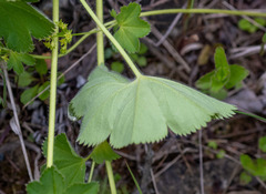 Alchemilla retropilosa