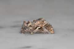 Autographa gamma