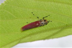 Bothrogonia indistincta