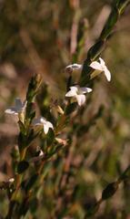 Gnidia spicata