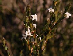 Gnidia spicata