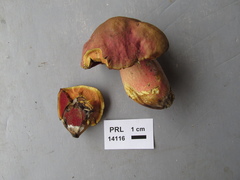 Boletus rubroflammeus