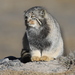 Pallas' Cat - Photo (c) Phil Benstead, some rights reserved (CC BY-NC), uploaded by Phil Benstead