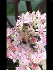 Apis mellifera