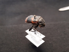 Nicrophorus sayi