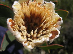 Protea mundii