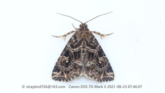 Callopistria albolineola